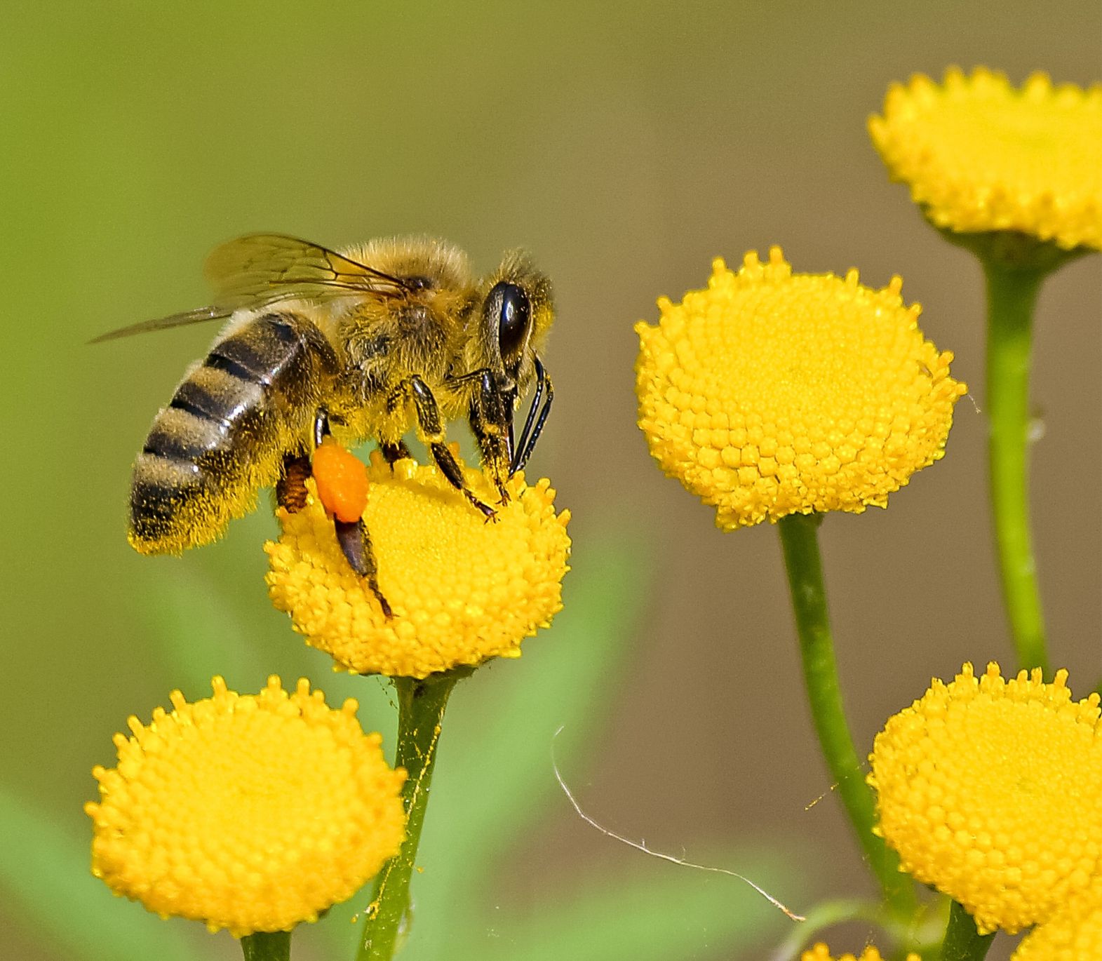 Creating a Buzz about World Bee Day at Riverstone